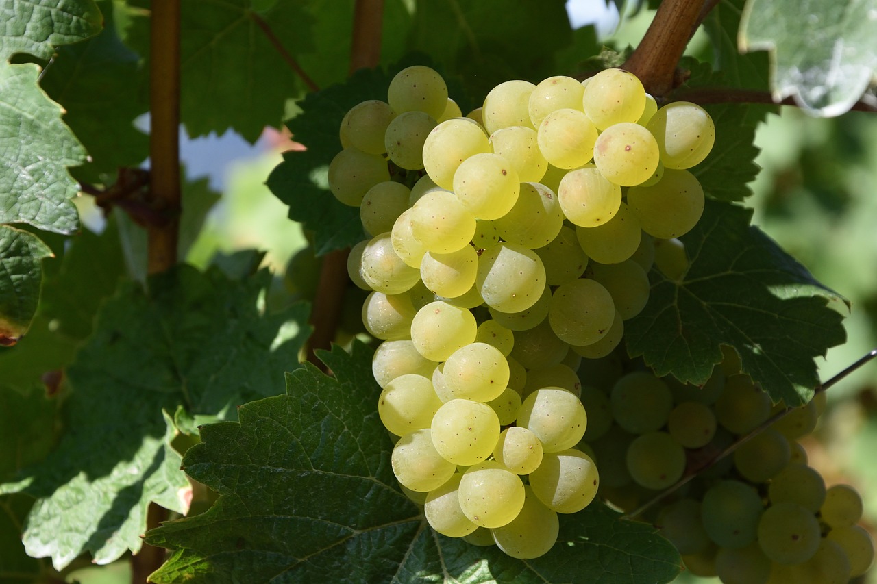 What is Sustainable Wine and Why is It Important?